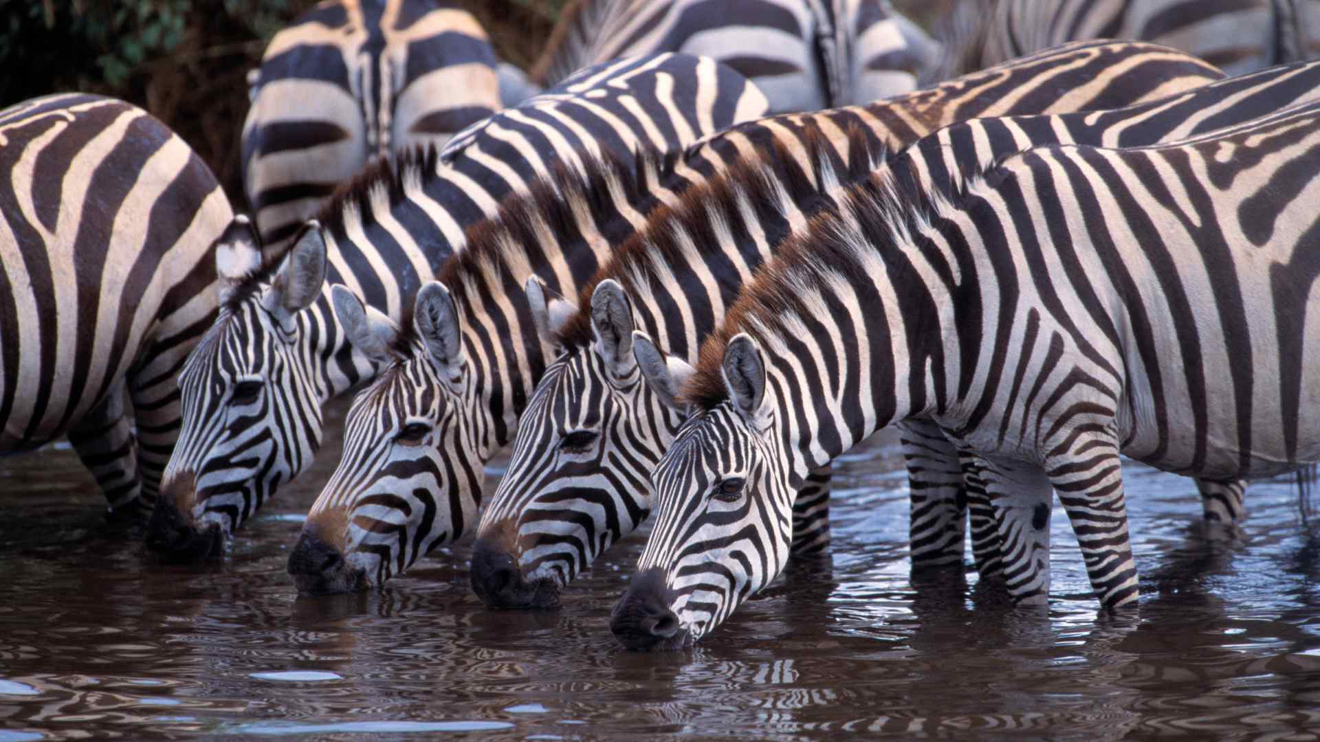 Animal group names and collective nouns