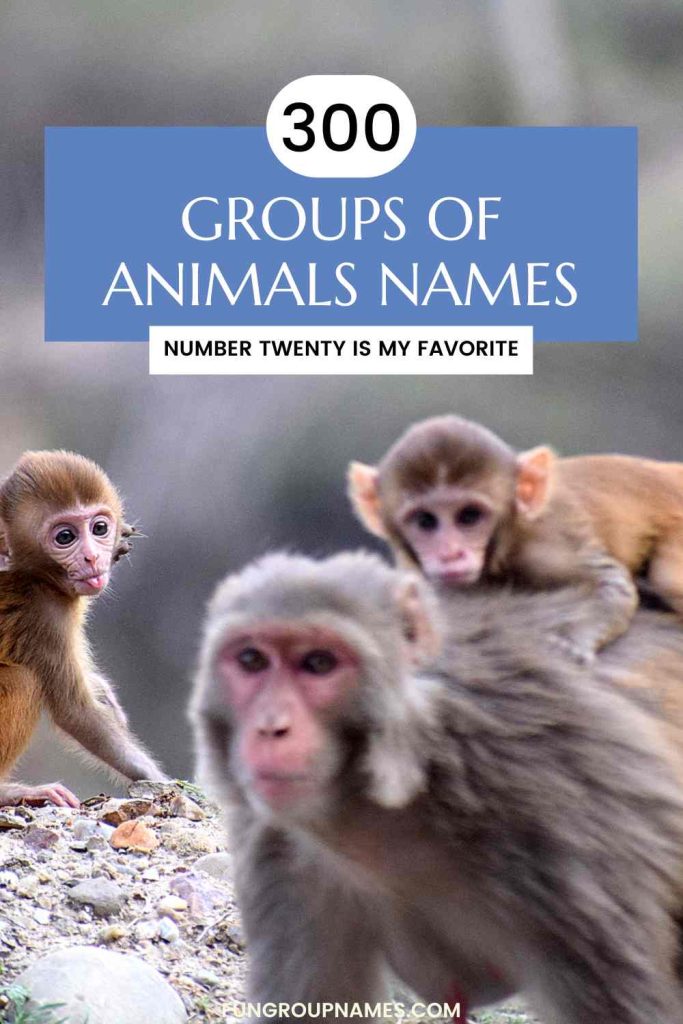 animal group names pin