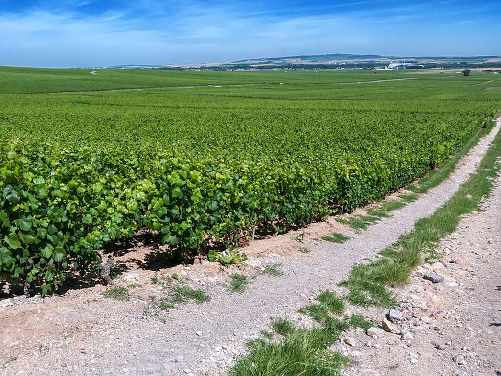 Countryside landscape during harvest season